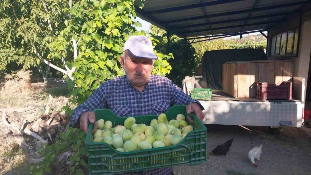 Mersin&rsquo;de incir hasadı başladı
