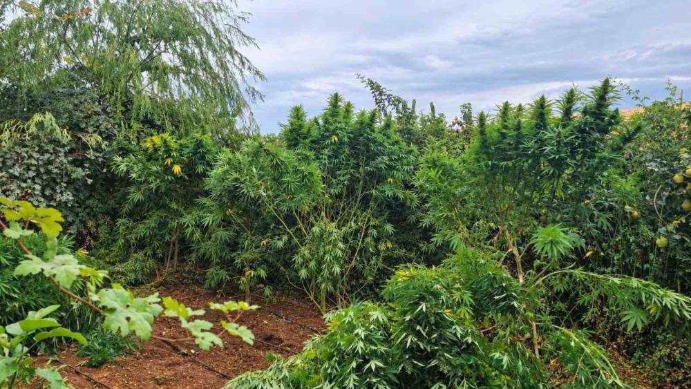 Diyarbakır&rsquo;da 97 bin 743 k&ouml;k kenevir, 44 kilo esrar ele ge&ccedil;irildi
