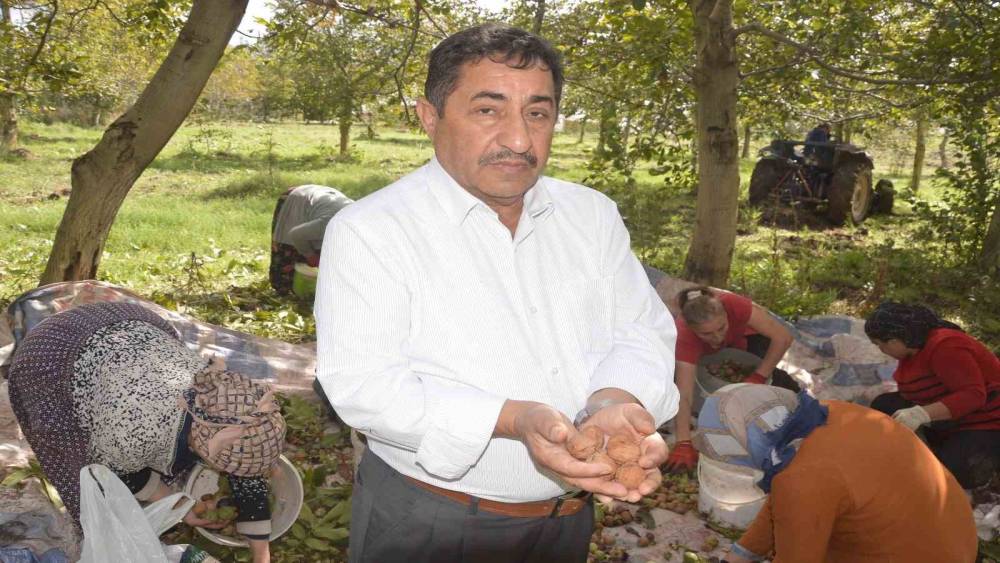 Tokat&rsquo;ın &rsquo;beyaz altını&rsquo;nda hasat başladı
