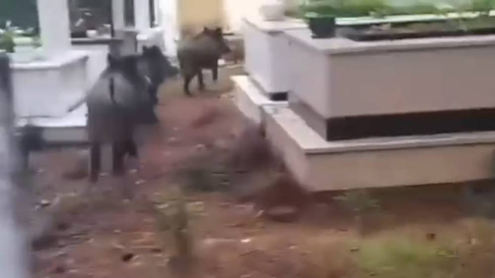 Marmaris’te domuz istilası sürüyor: 