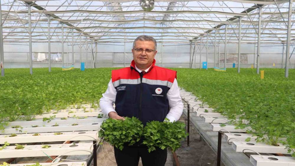 &Ccedil;arşamba&rsquo;da hidroponik maydanozda ilk hasat yapıldı
