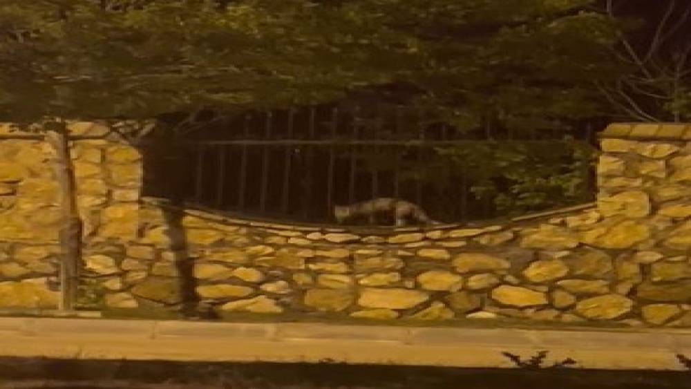 Elazığ&rsquo;da a&ccedil; kalan tilki tavuğu b&ouml;yle g&ouml;t&uuml;rd&uuml;
