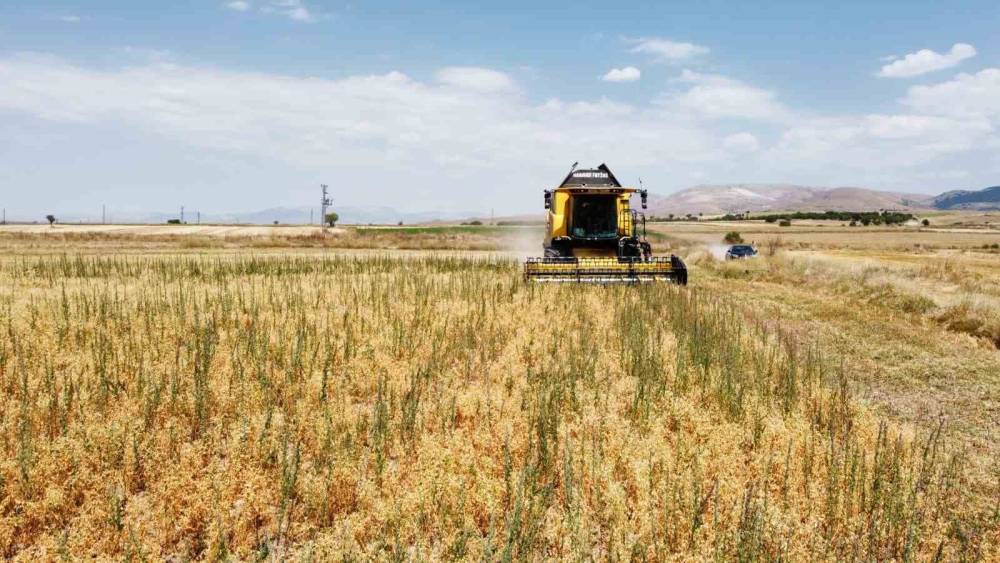 Borsa-20 nohut &ccedil;eşidinde ilk hasat heyecanı yaşandı

