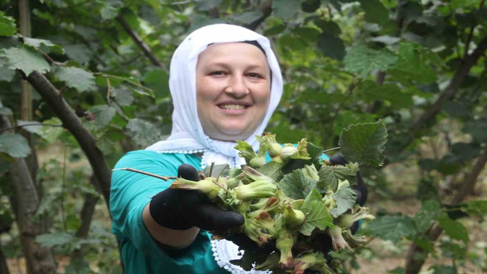 &lsquo;Yeşil altın&rsquo; fındıkta ilk hasat başladı
