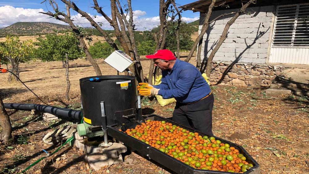 Bing&ouml;l&rsquo;de ceviz hasadı başladı: 150 d&ouml;n&uuml;mden 6 ton &uuml;r&uuml;n
