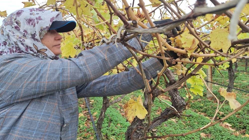 Bağda kalan üzümler ev ekonomisine can suyu oluyor
