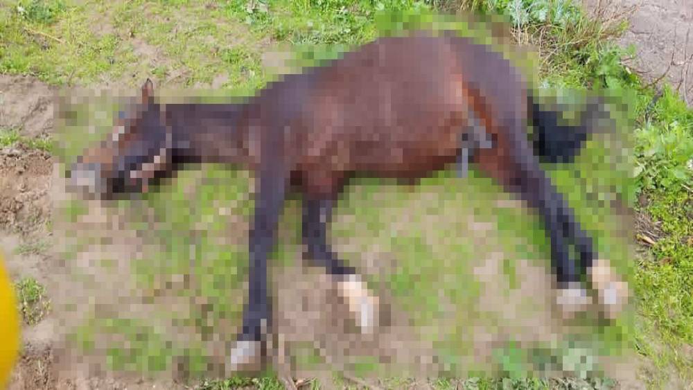Şanlıurfa&rsquo;da yıldırım isabet eden at telef oldu
