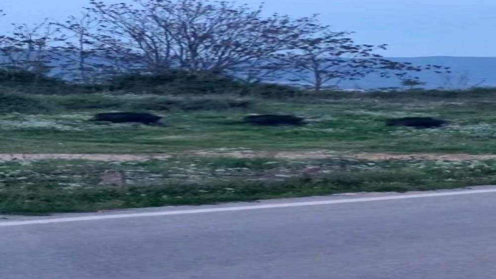 Bursa&rsquo;da domuzlar şehir i&ccedil;inde g&ouml;r&uuml;nt&uuml;lendi
