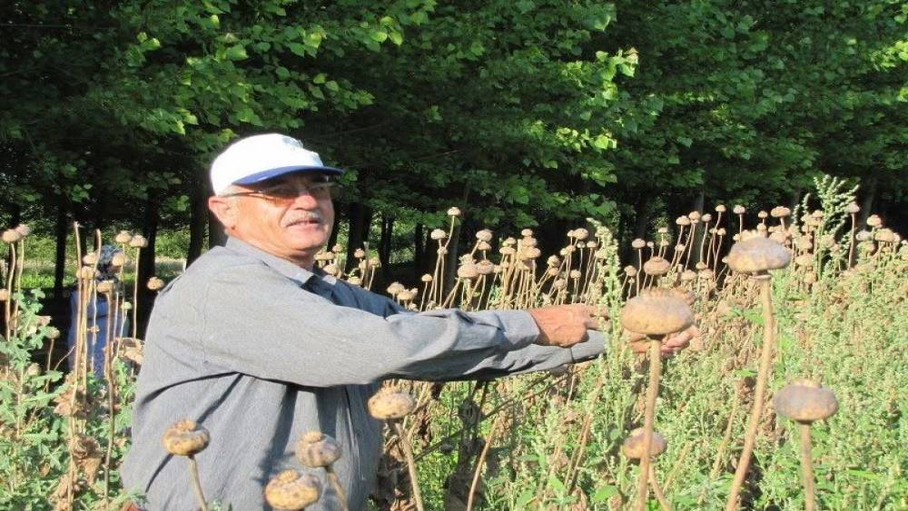 &Uuml;reticilerden haşhaş tohumu alım yapılacak
