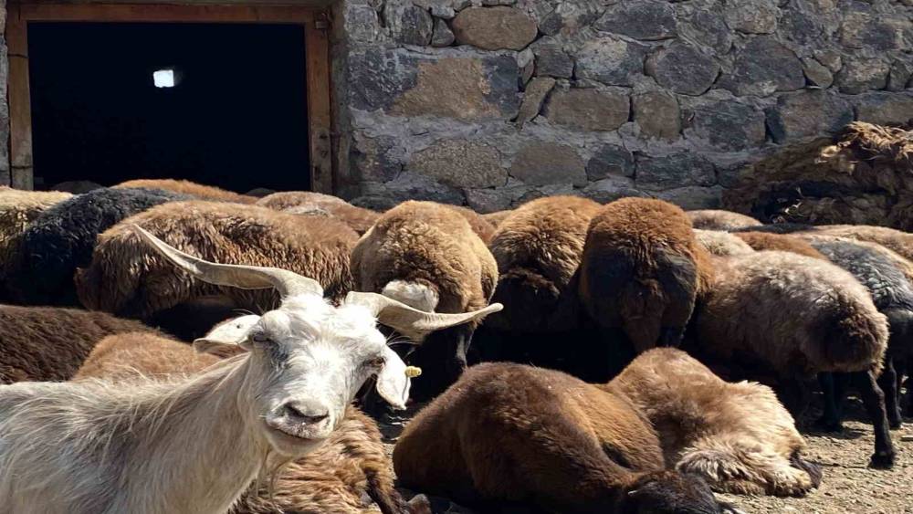 Patnos&rsquo;ta koyun sağımı mesaisi devam ediyor
