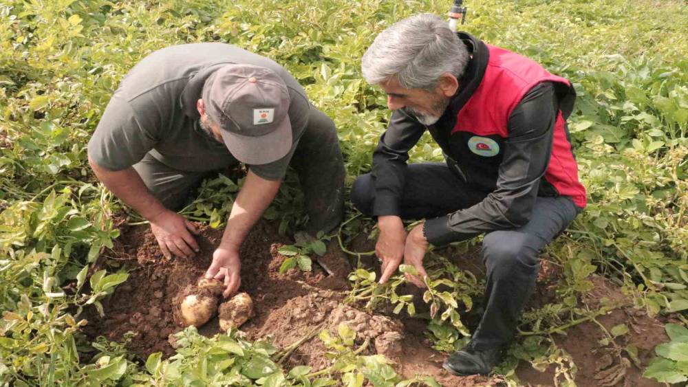 T&uuml;rkiye&rsquo;de patates s&ouml;k&uuml;m&uuml;n&uuml;n en son yapıldığı Sivas&rsquo;ta s&ouml;k&uuml;m i&ccedil;in g&ouml;zler 29 Ekim&rsquo;e &ccedil;evrildi
