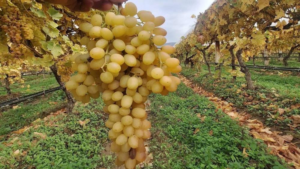 Dalında üzümler 5 aydır tazeliğini koruyor
