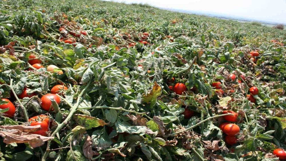 Karacabey&rsquo;de sal&ccedil;alık domates ekiminde "serbest"in fazla olması bekleniyor
