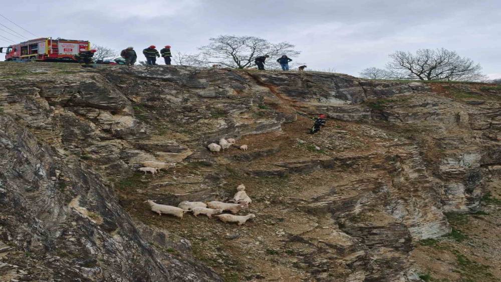 Kayalıklardaki s&uuml;r&uuml;ye cansiparane kurtarma
