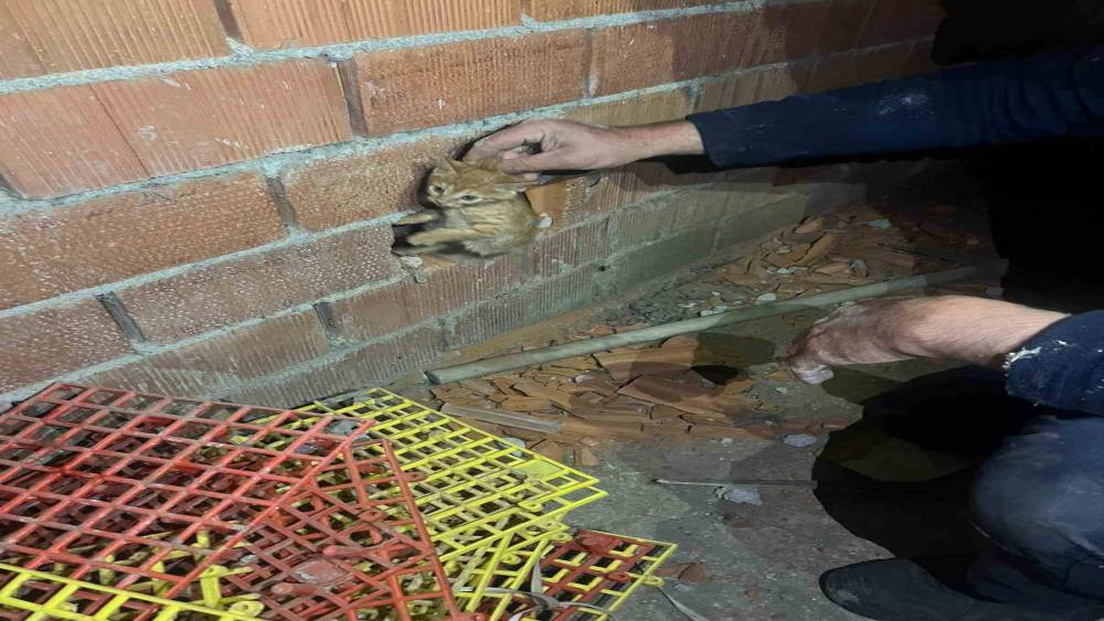Balıkesir&rsquo;de duvar arasına sıkışan yavru kediyi itfaiye kurtardı
