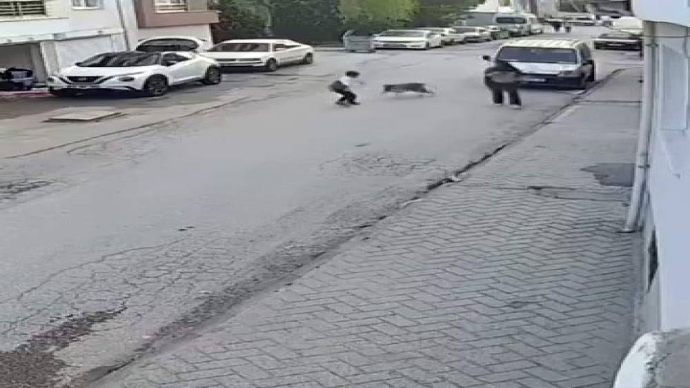 Bir anda koşup havlayan k&ouml;pek k&uuml;&ccedil;&uuml;k &ccedil;ocuğu korkuttu
