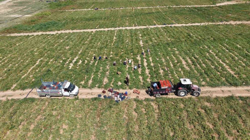 Elazığ&rsquo;da 7 bin d&ouml;n&uuml;mde domates hasadı s&uuml;r&uuml;yor
