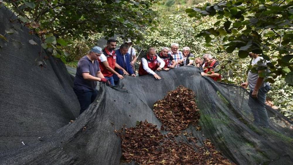 &rsquo;Fındık hasat filesi maliyetleri y&uuml;zde 80 d&uuml;ş&uuml;r&uuml;yor&rsquo;

