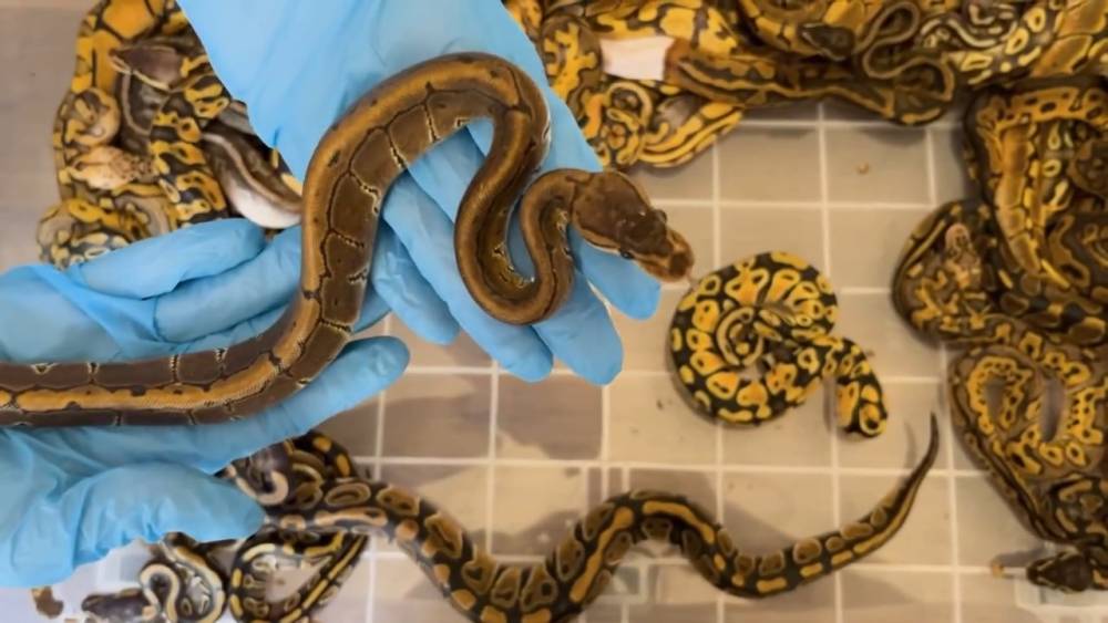 Kapıkule&rsquo;de T&uuml;rkiye&rsquo;ye ka&ccedil;ırılmak istenen 67 canlı piton ele ge&ccedil;irildi
