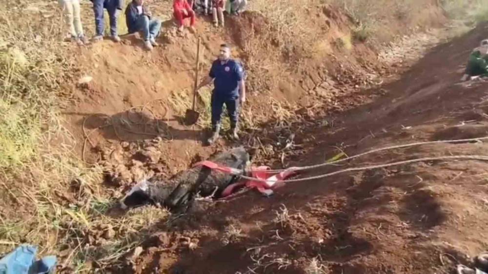 Tahliye kanalına düşen inek kurtarıldı
