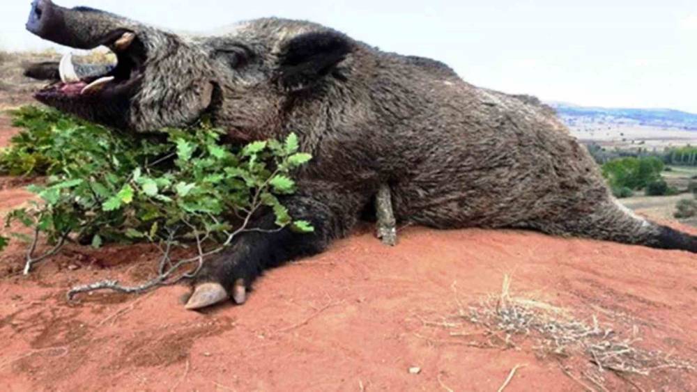 Samsun&rsquo;da avlanma pulundan 5 milyon TL gelir
