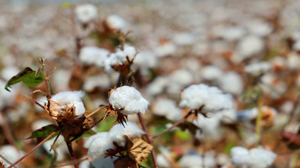 Adana&rsquo;da pamukta &rsquo;pembekurt&rsquo; zararlısına karşı uyarı
