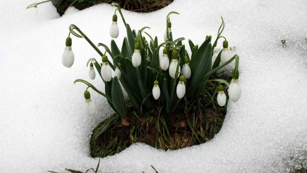 Toros kardeleni i&ccedil;in kontroll&uuml; &uuml;retim ve ihracat modeli s&uuml;rd&uuml;r&uuml;l&uuml;yor
