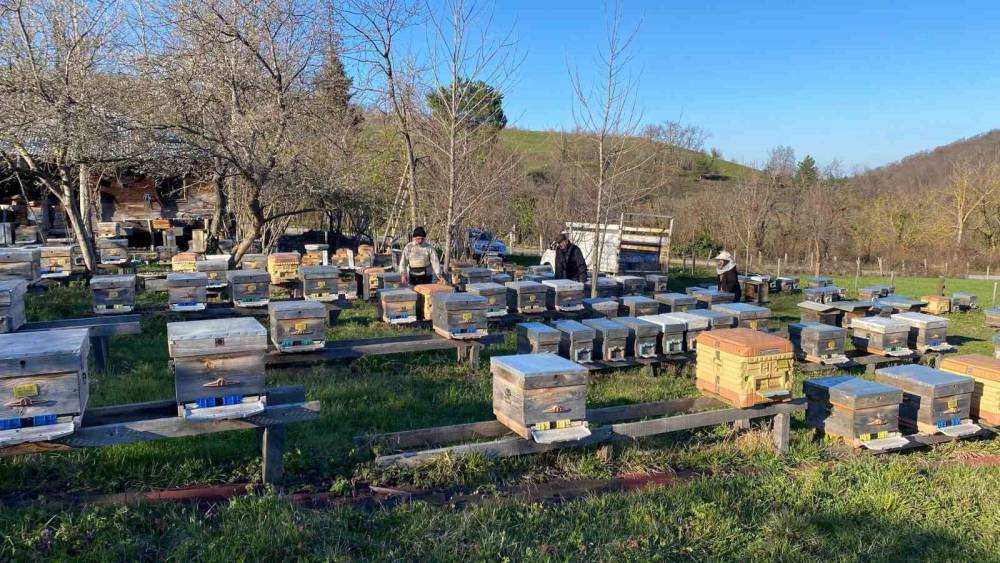 Sinop&rsquo;ta soğuk hava arıcılığı olumsuz etkiliyor
