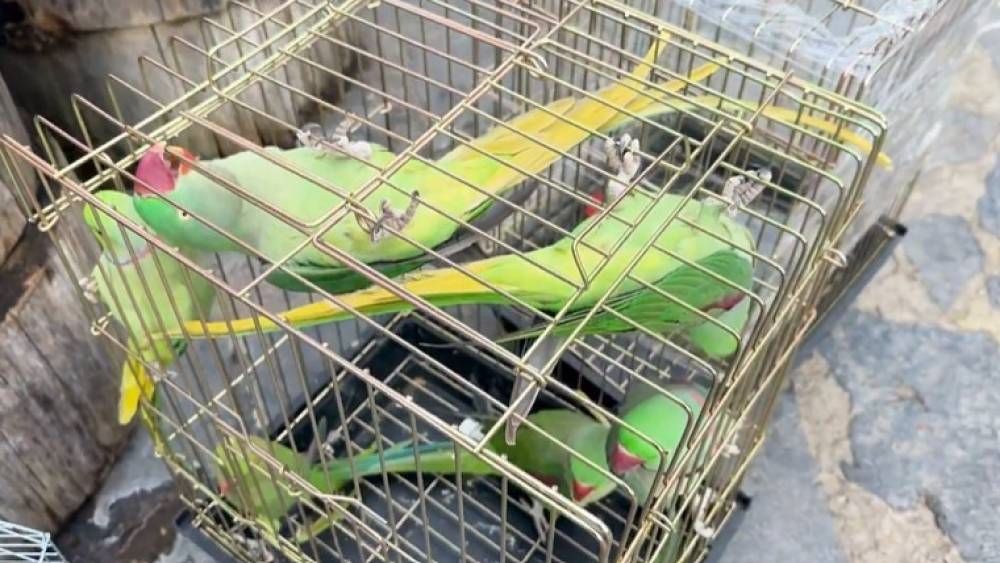 Petshop denetiminde 39 papağana el konuldu
