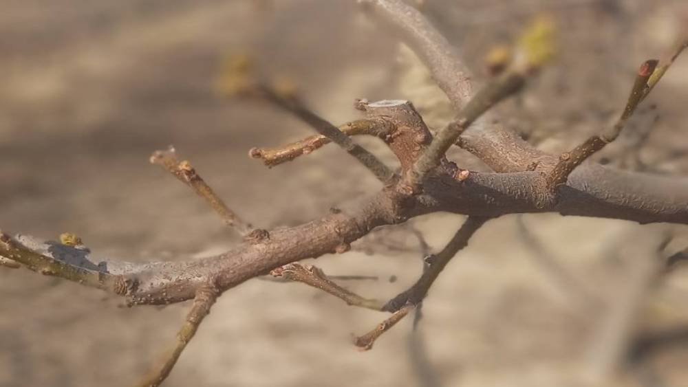 Manisa&rsquo;da meyve ağa&ccedil;larına ateş yanıklığı uyarısı
