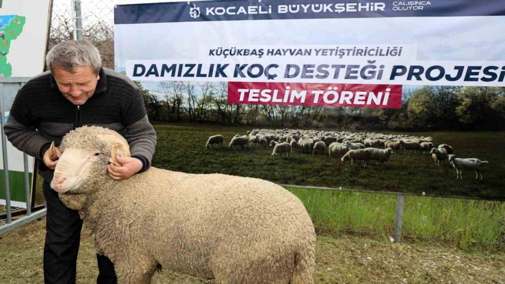Kocaeli&rsquo;de hayvancılığa "damızlık" dopingi
