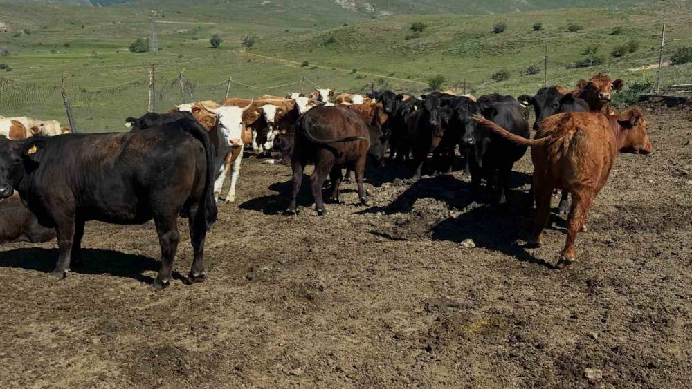 Aydıntepe&rsquo;de ithal besilik sığırlarda karantina ve sağlık kontrolleri yapılıyor
