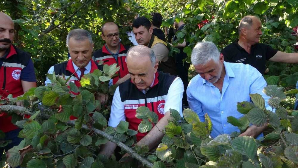 Ordu&rsquo;da fındık hasadı resmi olarak başladı
