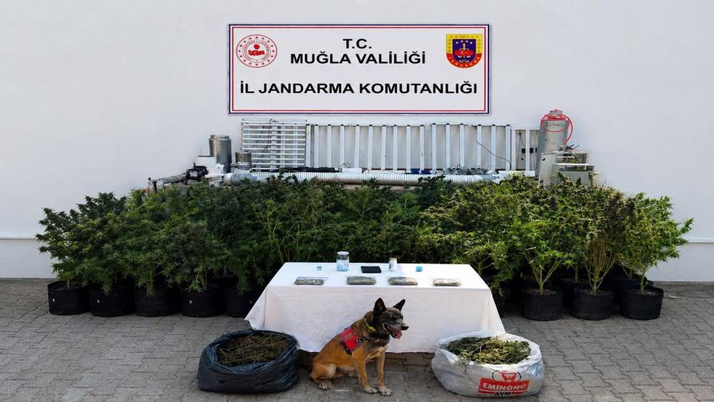 Bodrum&rsquo;da evden 56 k&ouml;k kenevir ve 10 kilo skunk ele ge&ccedil;irildi
