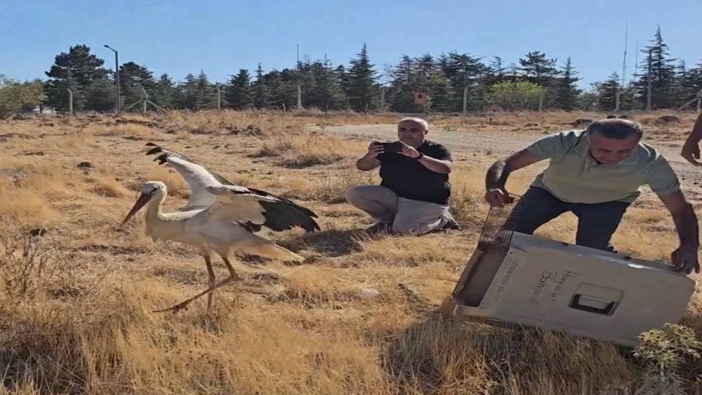 &Ouml;len eşinin başında 5 g&uuml;n boyunca bekleyen leylek tedavisinin ardından doğaya salındı
