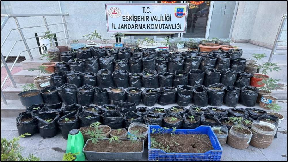 Jandarma saksılarda yetiştirilen 161 k&ouml;k kenevir bitkisi ile esrar ele ge&ccedil;irdi
