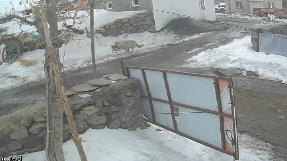 K&ouml;ye inen kurt kaz s&uuml;r&uuml;s&uuml;ne saldırdı
