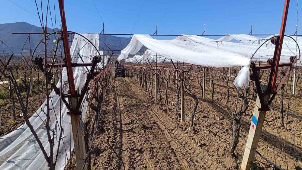 Sarıg&ouml;l&rsquo;de &uuml;z&uuml;m bağları doluya karşı fileyle korunuyor
