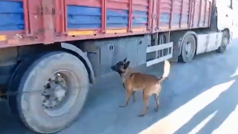 Şanlıurfa&rsquo;da narkotik k&ouml;peği milyonluk uyuşturucu sevkiyatına ge&ccedil;it vermedi

