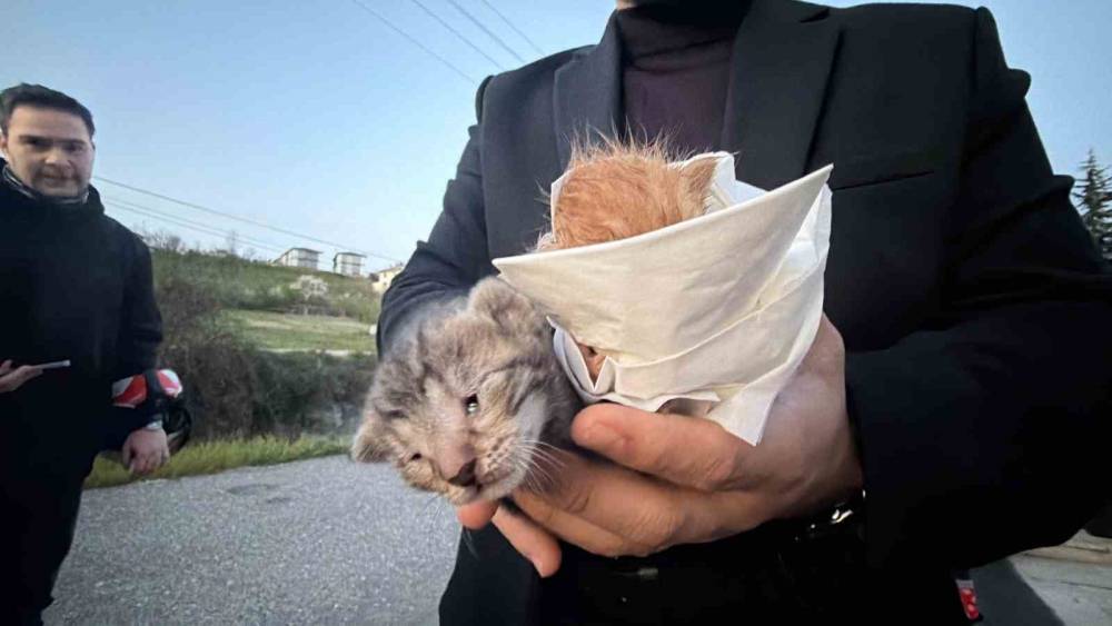 K&uuml;&ccedil;&uuml;k kızın duyarlılığı sayesinde 2 yavru kedi kurtarıldı
