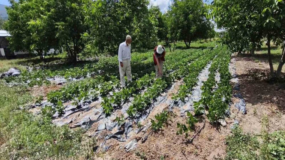 K&uuml;tahya&rsquo;da nohut ve barbunya demonstrasyon alanlarında inceleme
