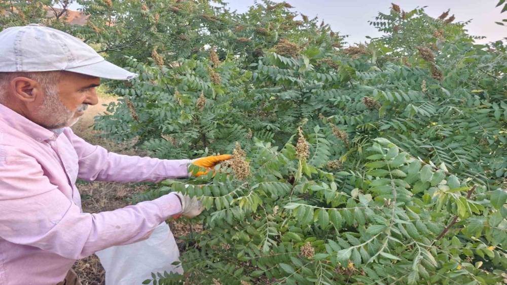 Elazığ&rsquo;da kebap&ccedil;ıların g&ouml;zdesi sumağın hasadı başladı

