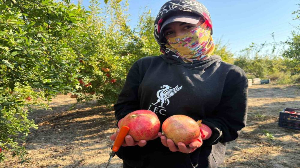 Antalya&rsquo;da yağmur uyarıları nar hasadını &ouml;ne &ccedil;ekti: Tarlada kilosu 15-30 lira arasında
