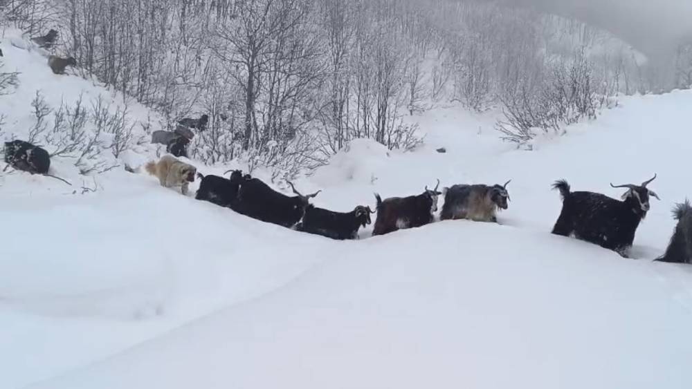 Yaban domuzunun saldırısına uğrayan &ccedil;oban kameraya yansıdı
