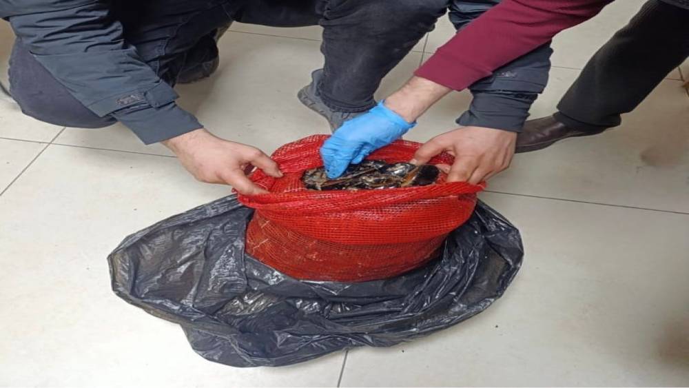 Bursa ve Balıkesir&rsquo;de eş zamanlı operasyon: Tonlarca midye ele ge&ccedil;irildi
