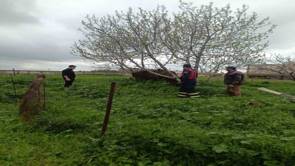 Mardin&rsquo;de kuyuya d&uuml;şen ineği itfaiye kurtardı
