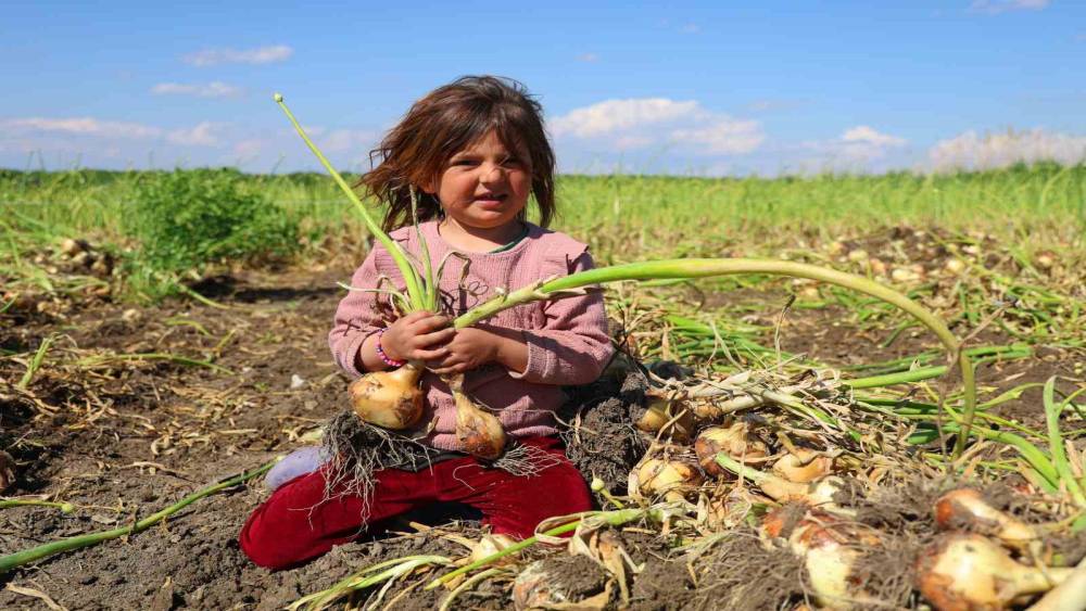 Turfanda soğanda hasat başladı, fiyatı arz-talep belirleyecek

