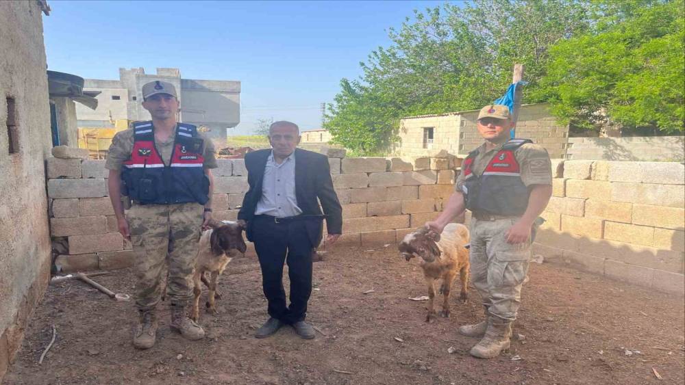 Kilis&rsquo;te kaybolan koyunlar jandarma ekiplerince bulundu
