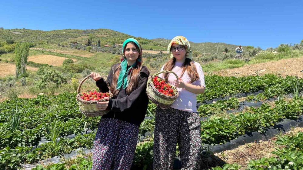 Salihli&rsquo;de g&ouml;n&uuml;ll&uuml; gen&ccedil;ler &ccedil;ilek hasadı yaptı
