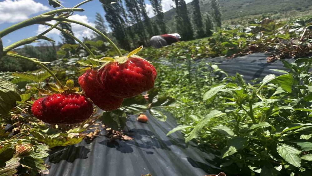 Konya&rsquo;da B&uuml;y&uuml;kşehir destekledi; H&uuml;y&uuml;k &ccedil;ileği kırsalı değiştirdi
